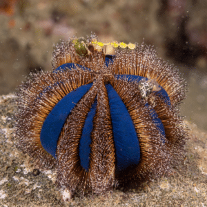 Globe Urchin Common