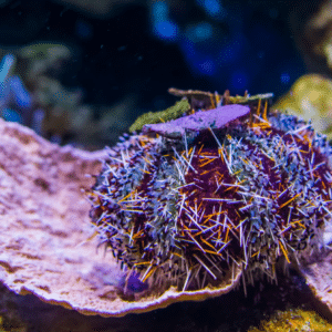 Multicolour Collector Urchin