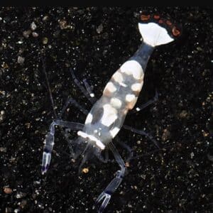 White-spot Anemone Shrimp