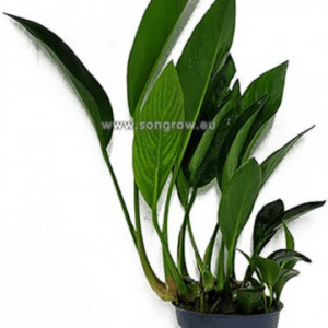 Spathiphyllum green