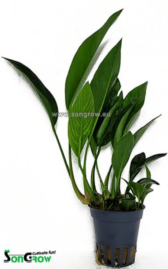 Spathiphyllum green 1 Spathiphyllum green