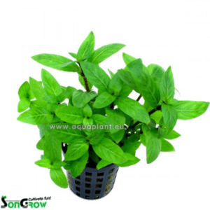 Staurogyne repens