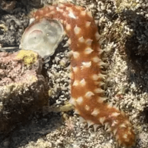 Tigertail Sea Cucumber