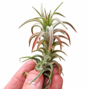 Tillandsia vanhyningii Red